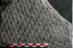 Foto (Detailansicht) von Lepidodendron sp.  (NHMW-GEO-2024-0188-11029)